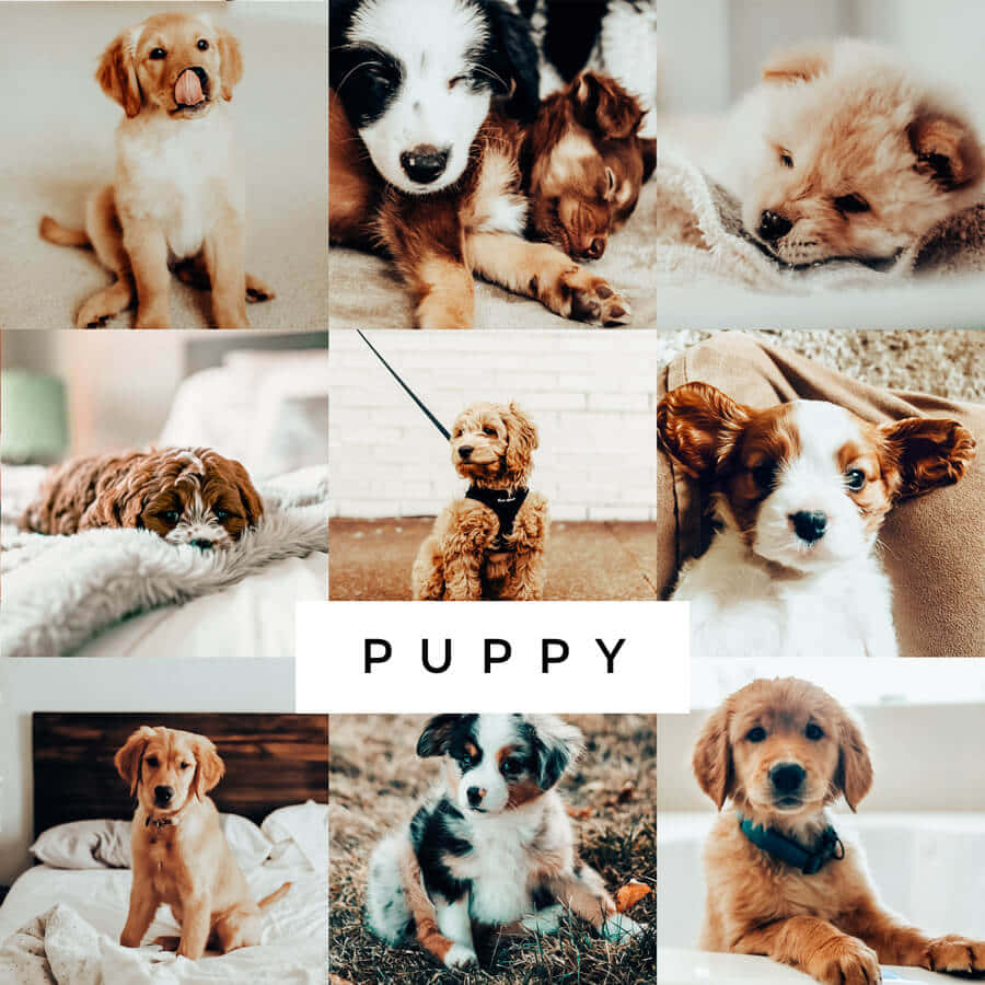 Puppy Collage Aesthetic.jpg Wallpaper
