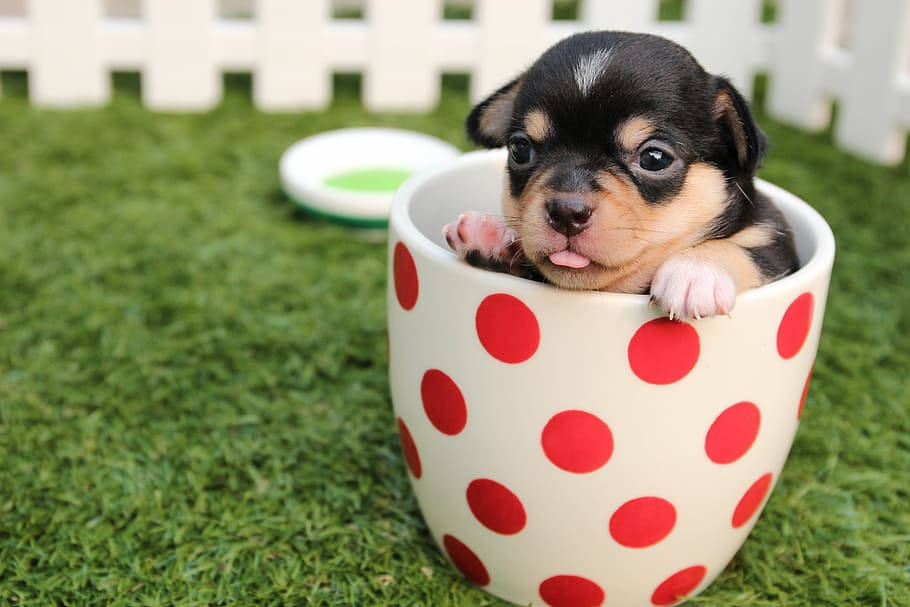 Puppy Dog In Red Polka Dots Cup Wallpaper