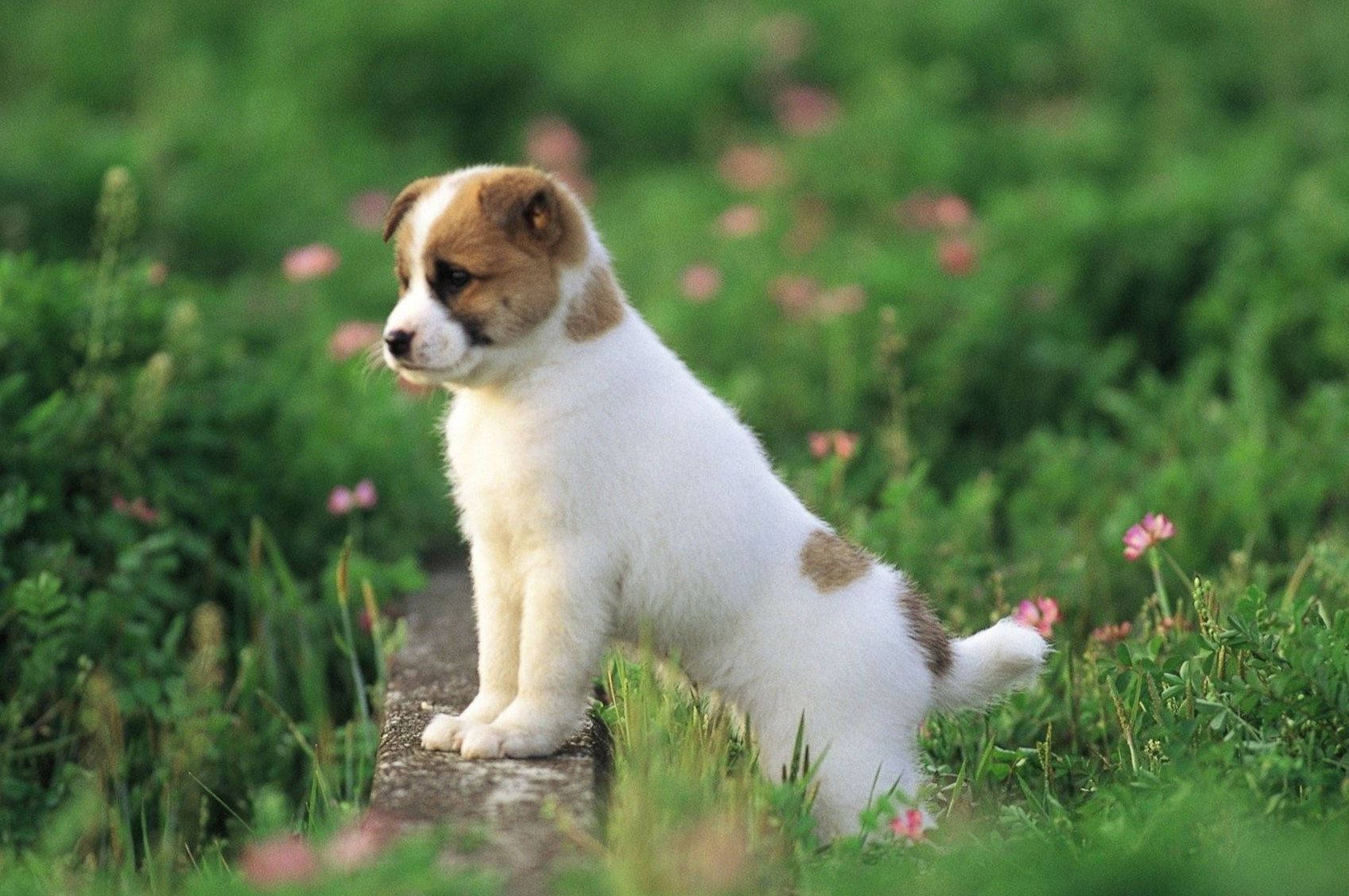 Cute dog wallpaper of puppy on grass with pink flowers