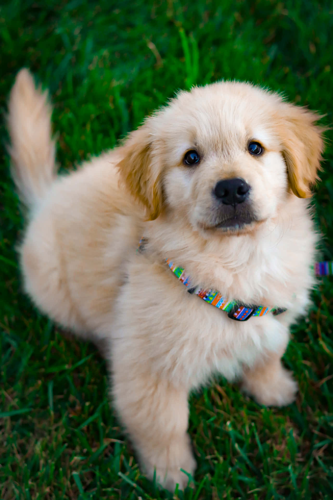 Adorable Puppy Dog Snuggling on the Grass