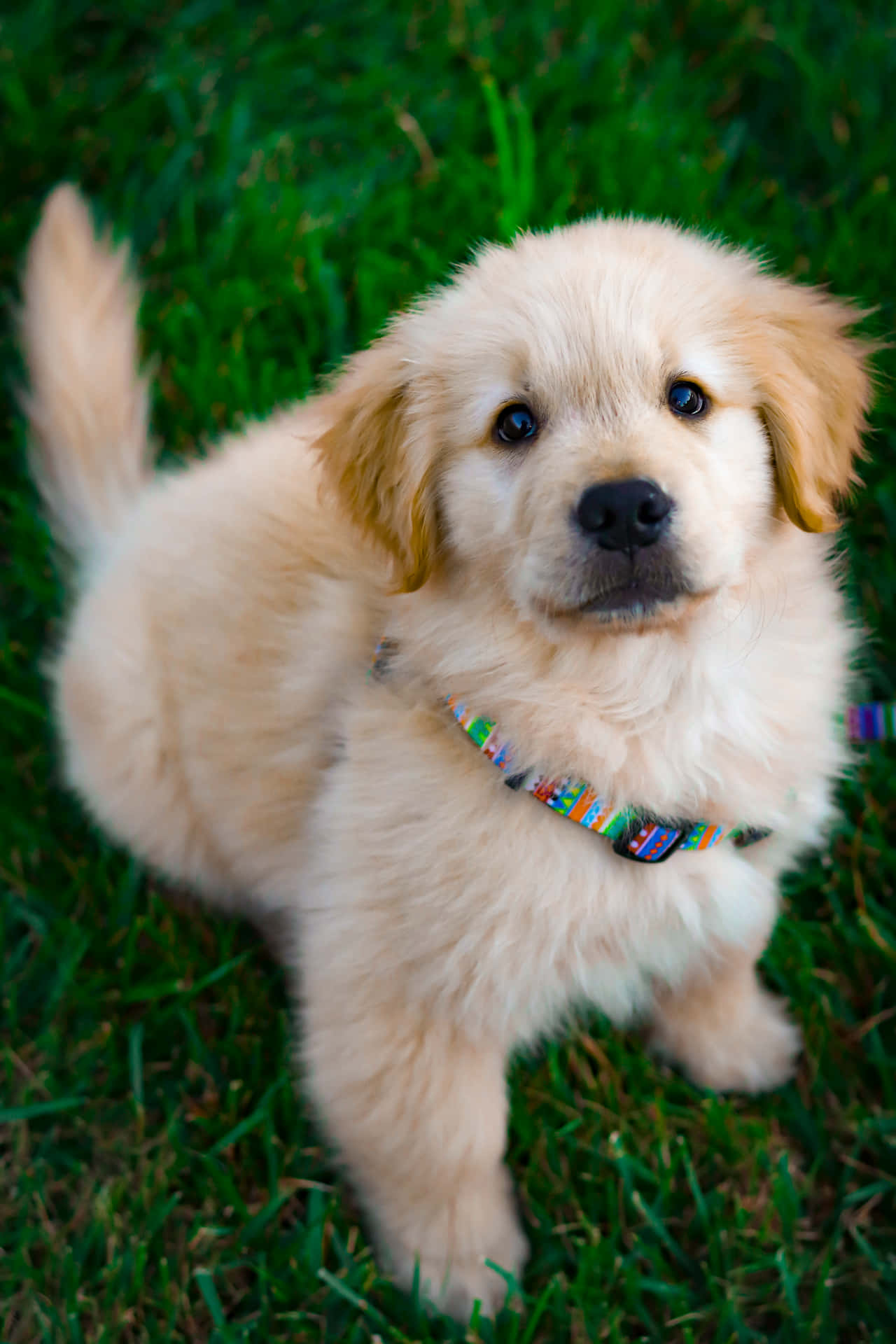 Adorávelfilhote De Cachorro Aconchegado Na Grama.