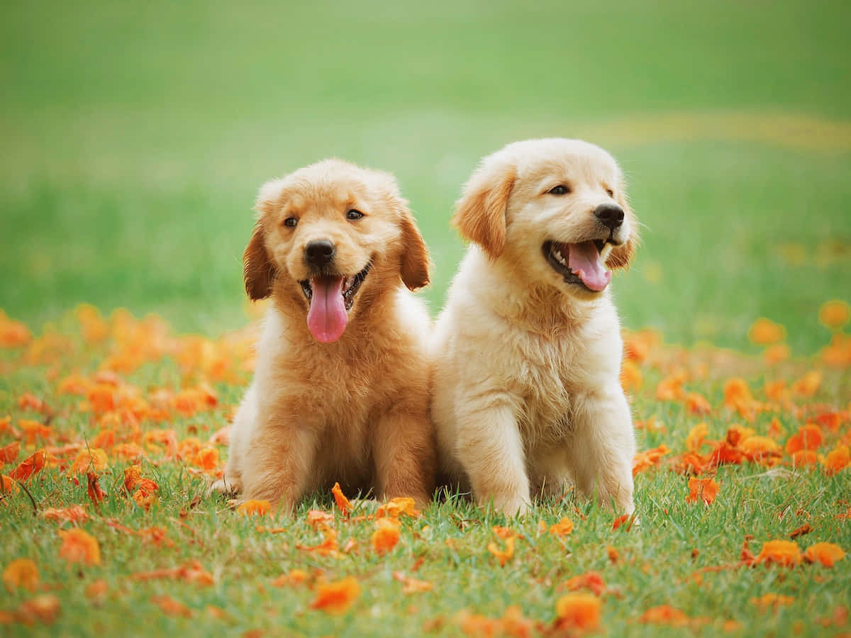 Aimagem Do Filhote De Cachorro É A Mais Fofa.