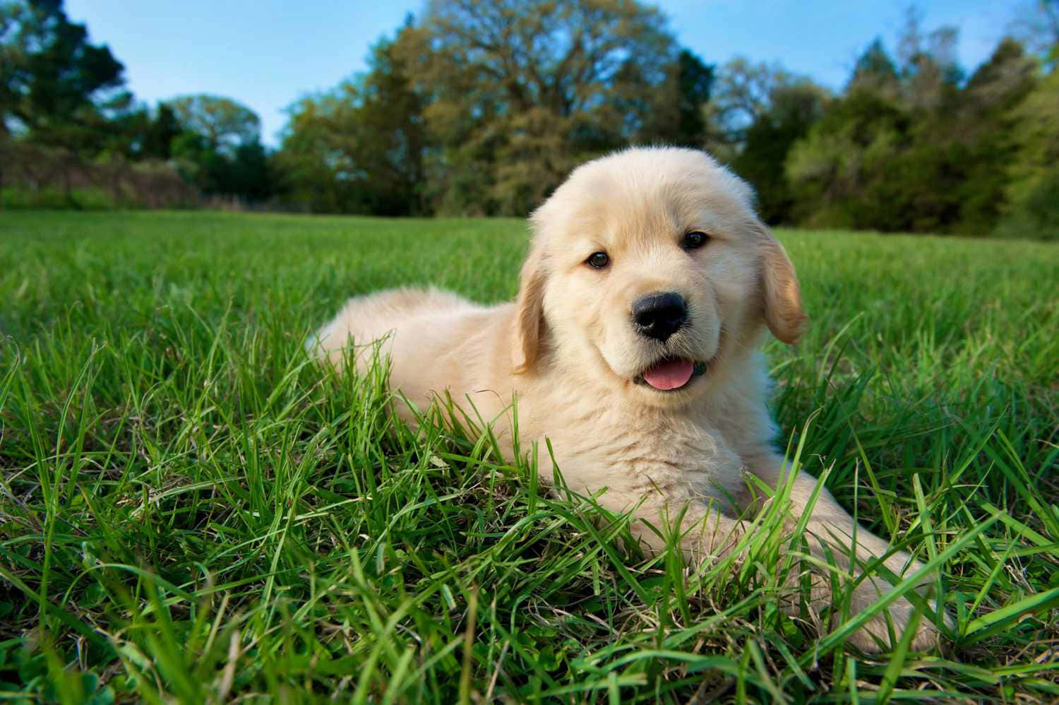 An Adorable Puppy Dog Smiling Up At The Camera