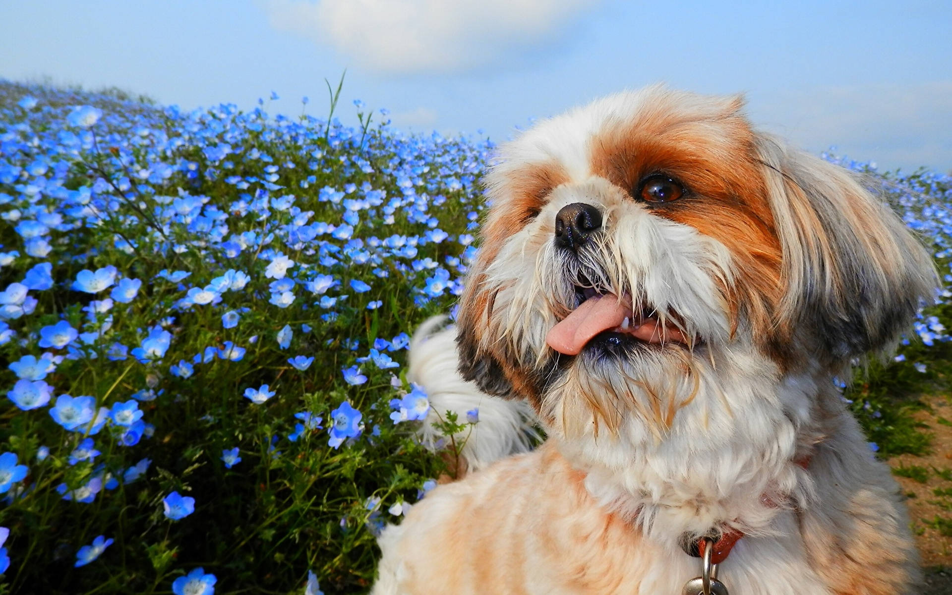 Puppy Dog Shih Tzu In Flower Garden Wallpaper