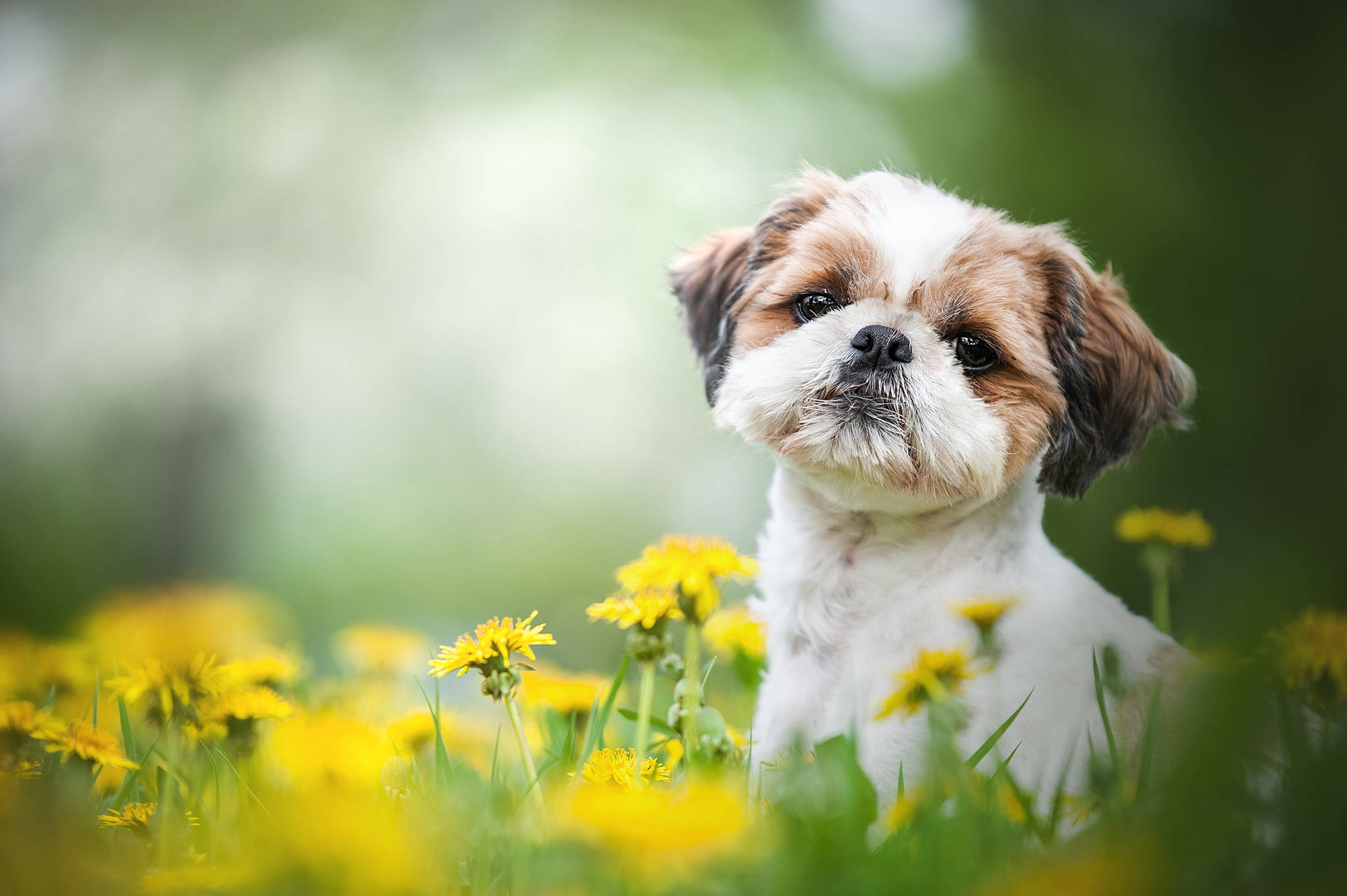 Puppy Dog With Yellow Flowers Wallpaper