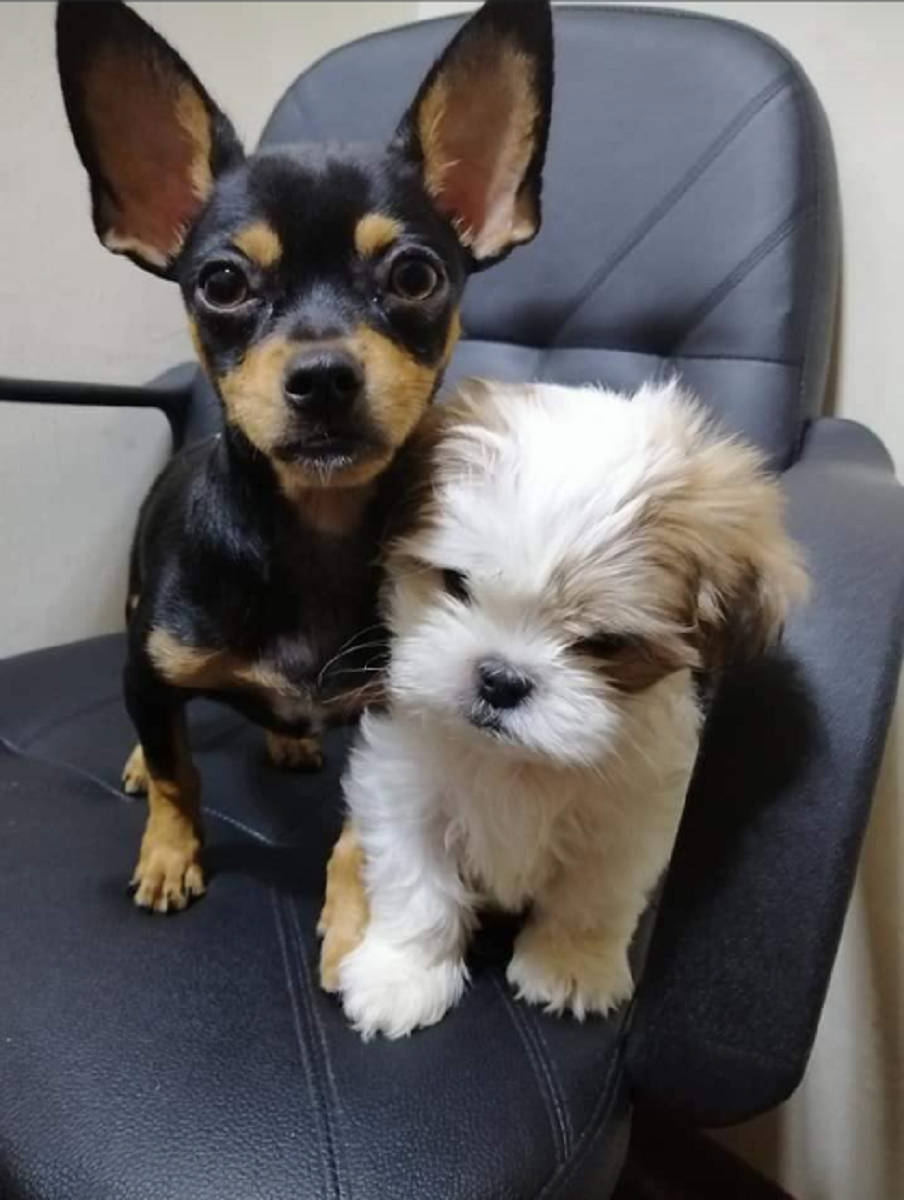 Puppy Dogs In Office Chair Wallpaper