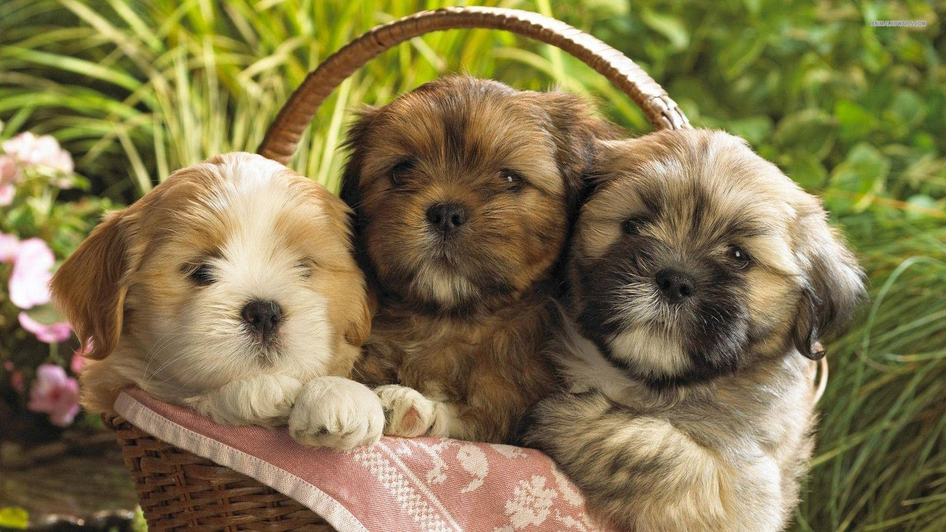 Puppy Dogs In Picnic Basket Wallpaper