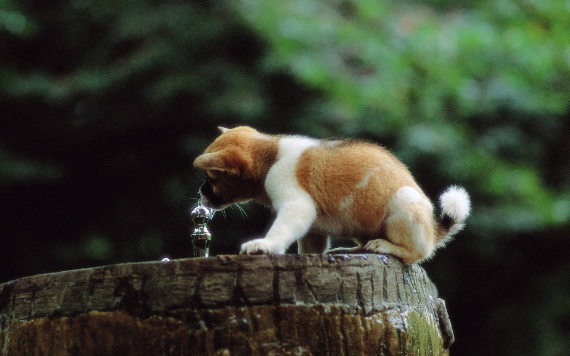 Puppy Drinking Water From Fountain Wallpaper