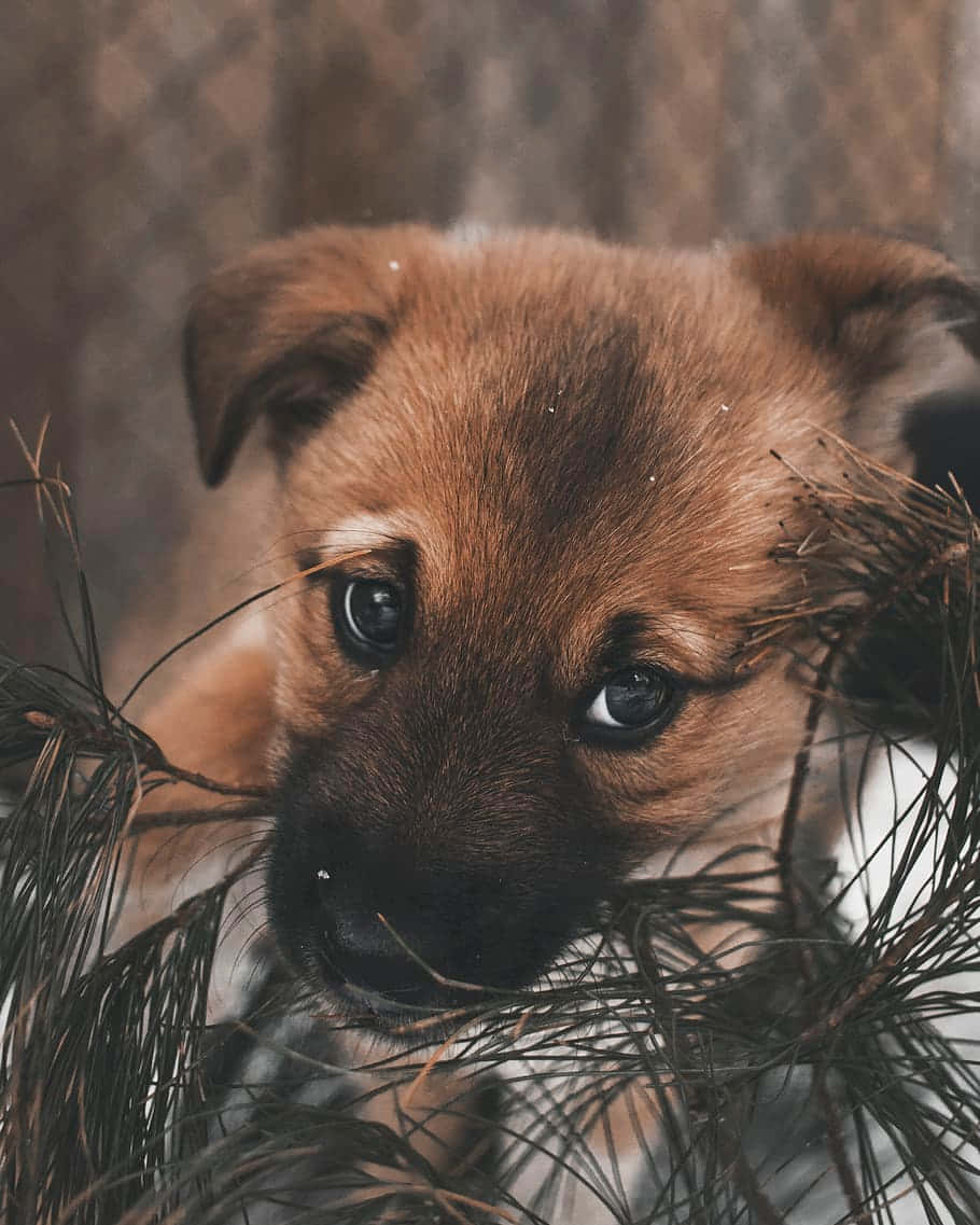 Puppy Eyes Through Pine Branches.jpg Wallpaper