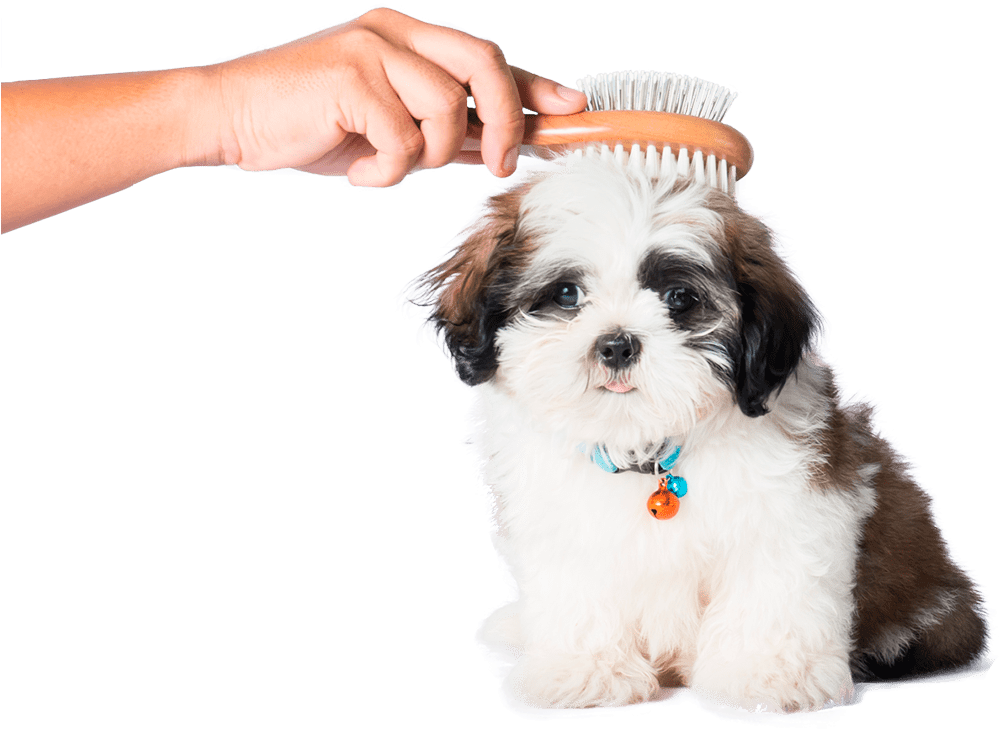 Puppy Grooming Session PNG