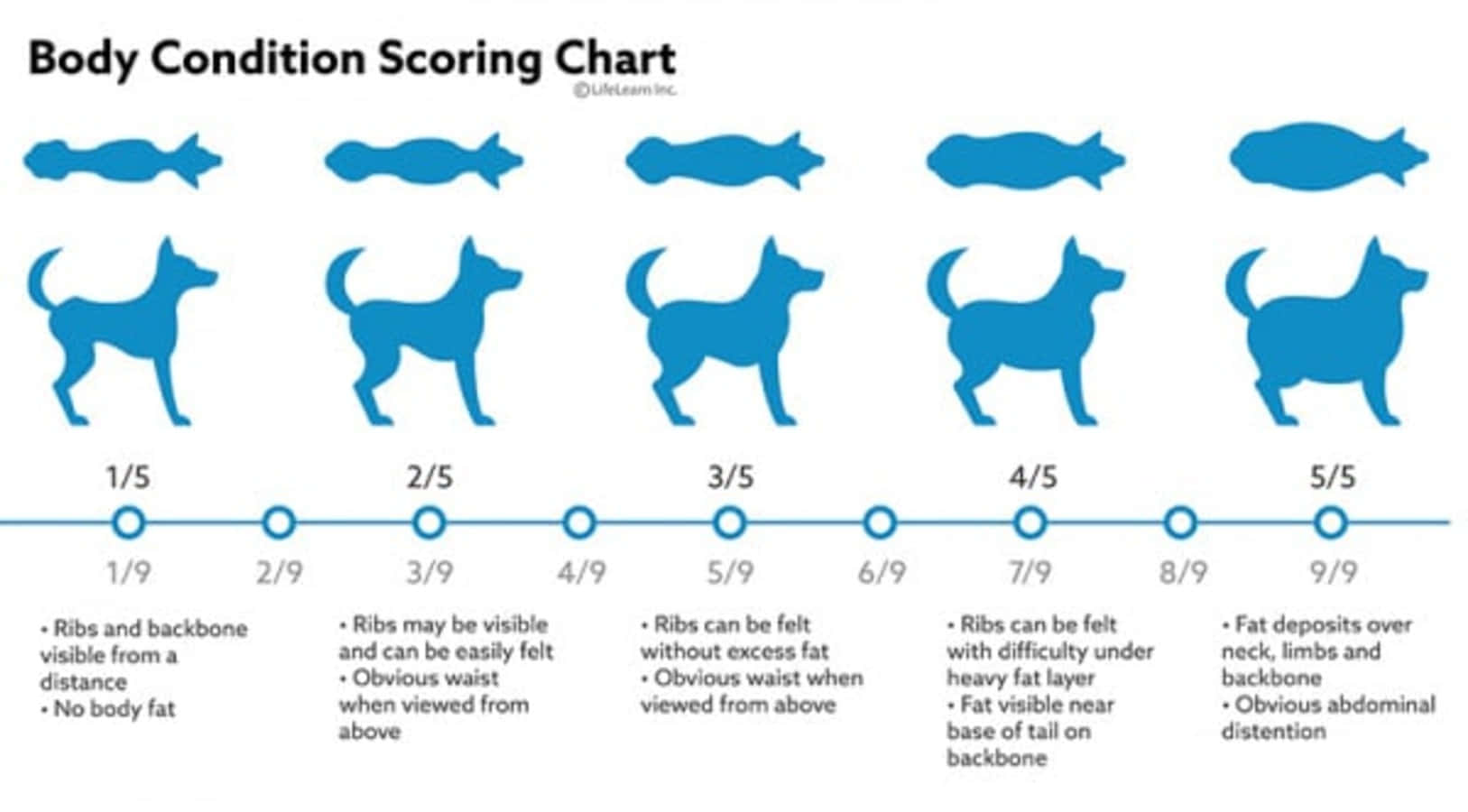 Puppy Growth Week By Week Body Condition Chart Picture