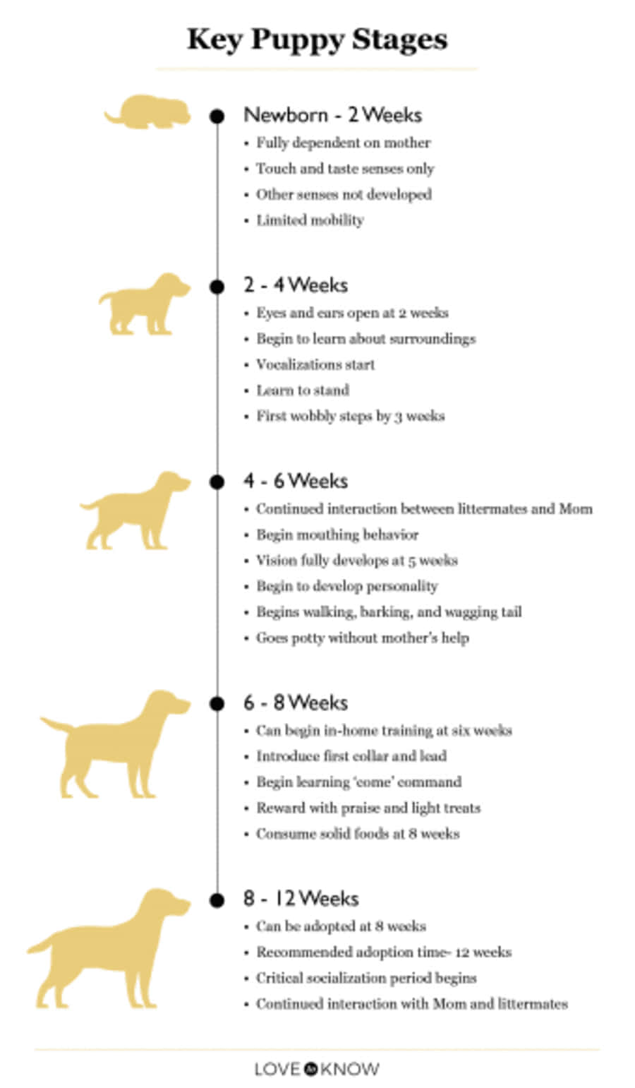 Puppy Growth Week By Week Chart Picture