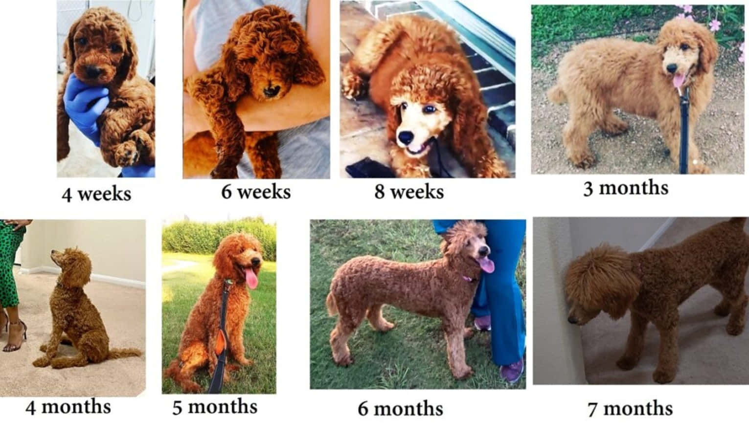 Adorable Puppy Growing up Week by Week