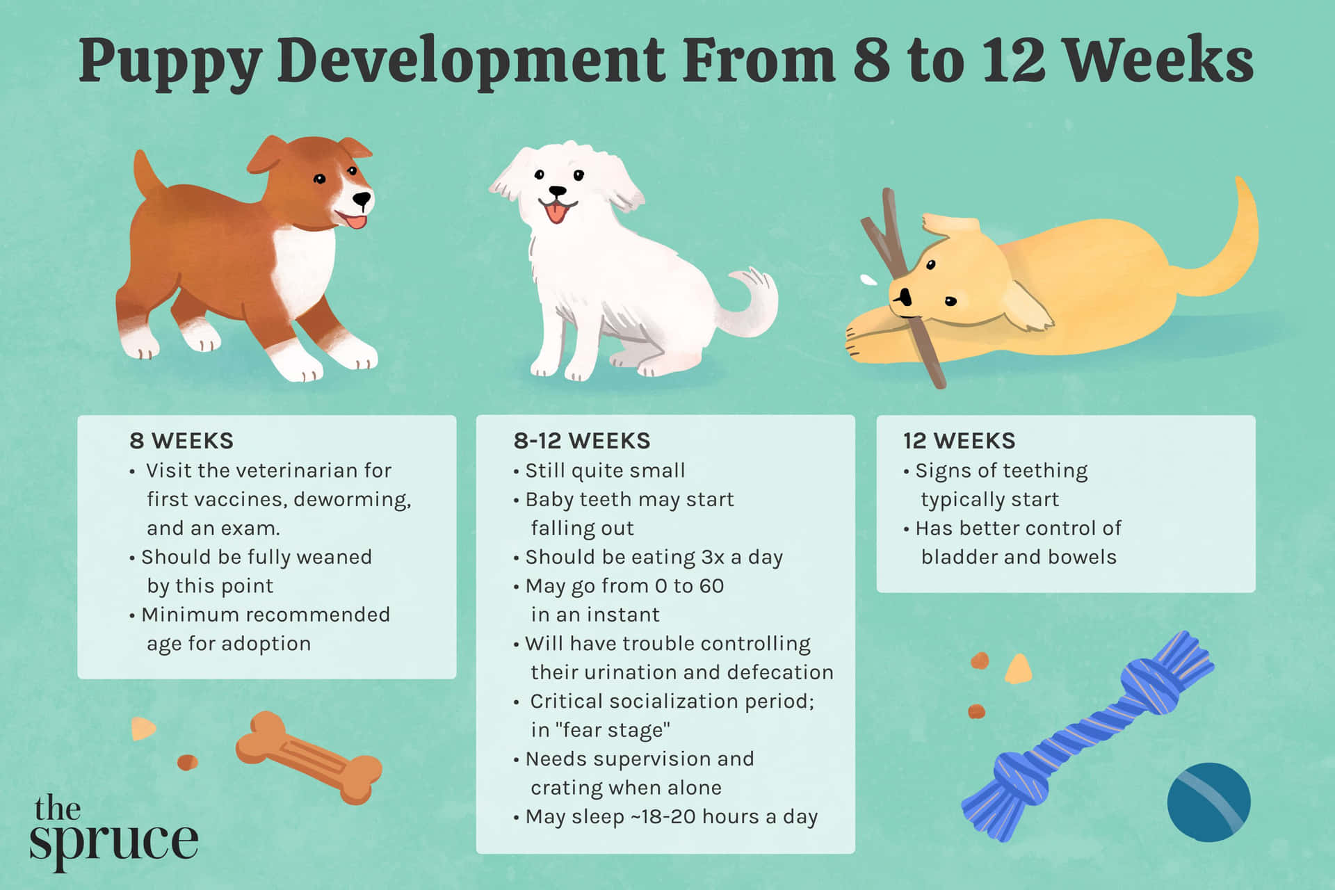 Puppy Growth Week By Week Cartoon Chart Picture