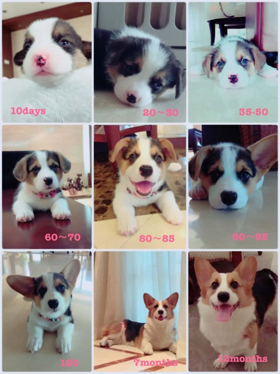 Puppy Growth Week By Week Corgi Picture