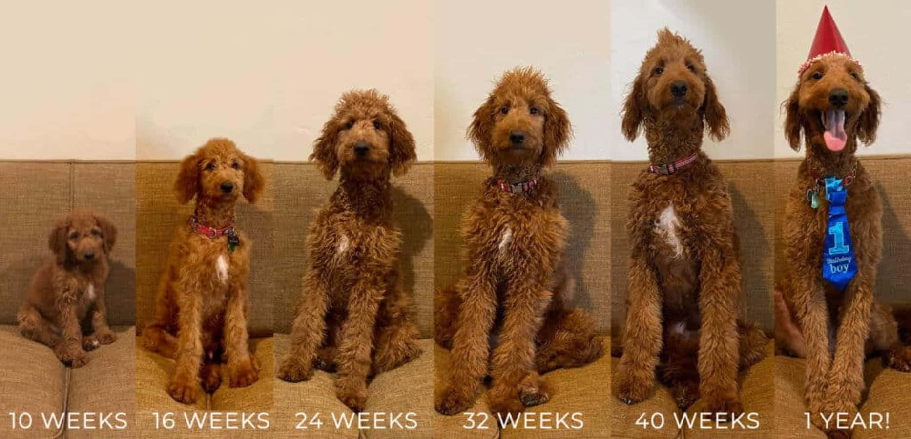 Crecimientosemana A Semana Del Cachorro En Una Foto De Goldendoodle