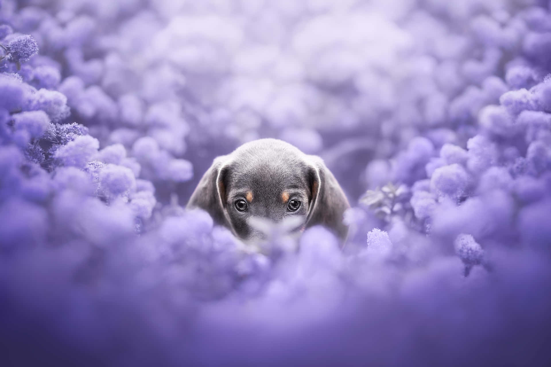 Puppy In Purple Flowers.jpg Wallpaper