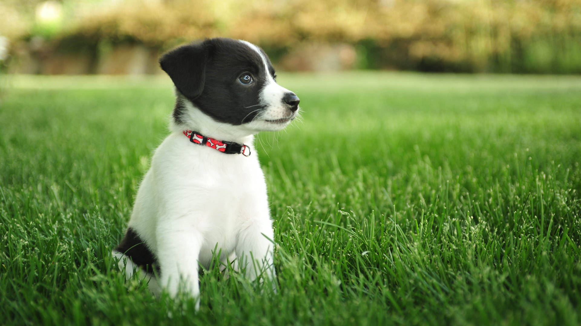 Puppy On A Mowed Grass