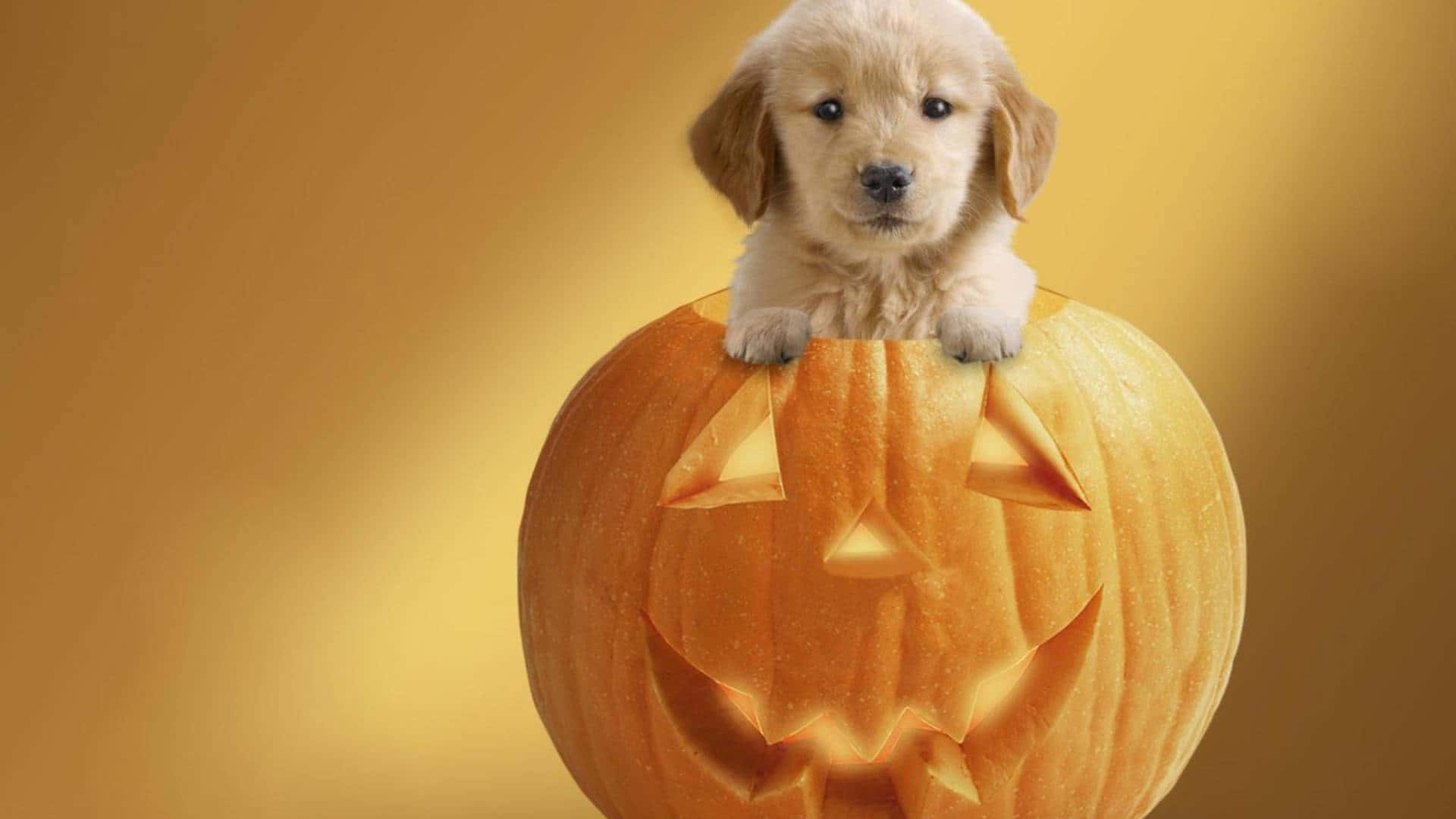 Puppy On Jack O Lantern Halloween Wallpaper