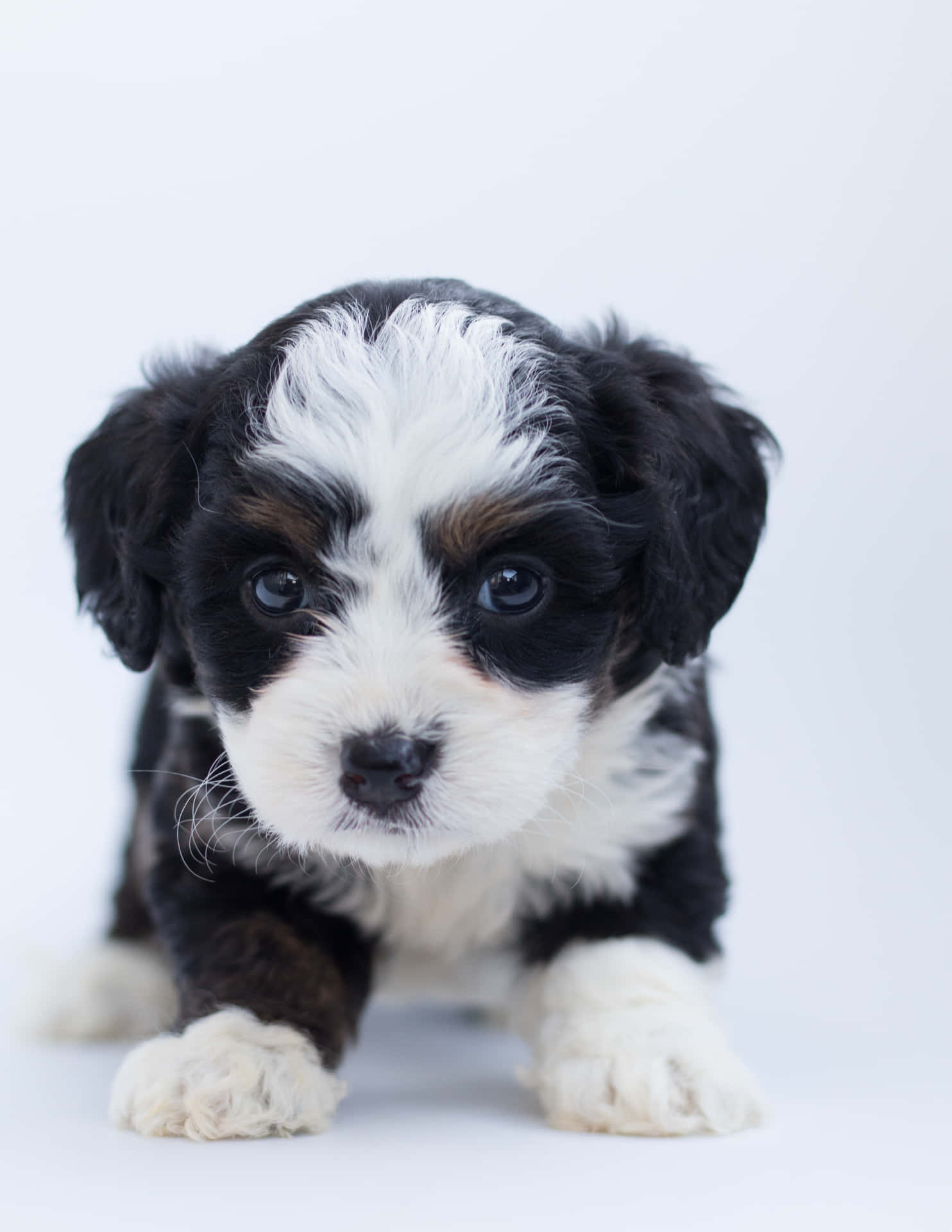 Black And White Puppy Picture
