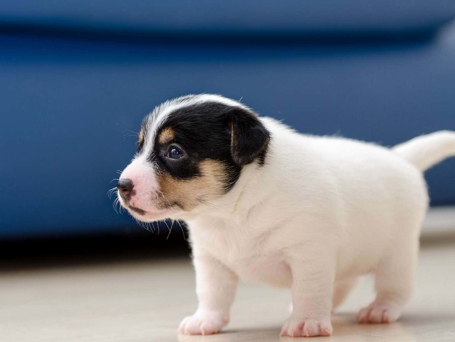 White And Black Puppy Picture