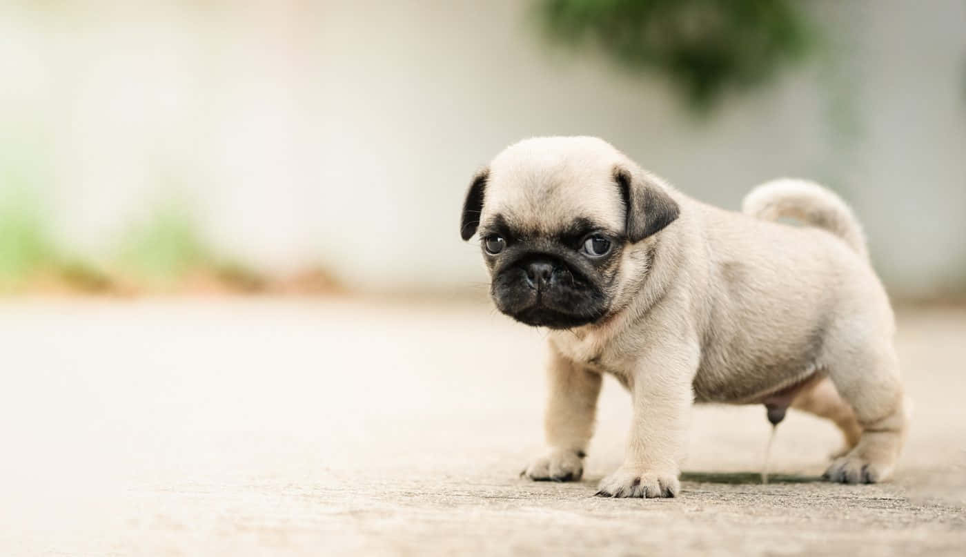Peeing Pug Puppy Picture