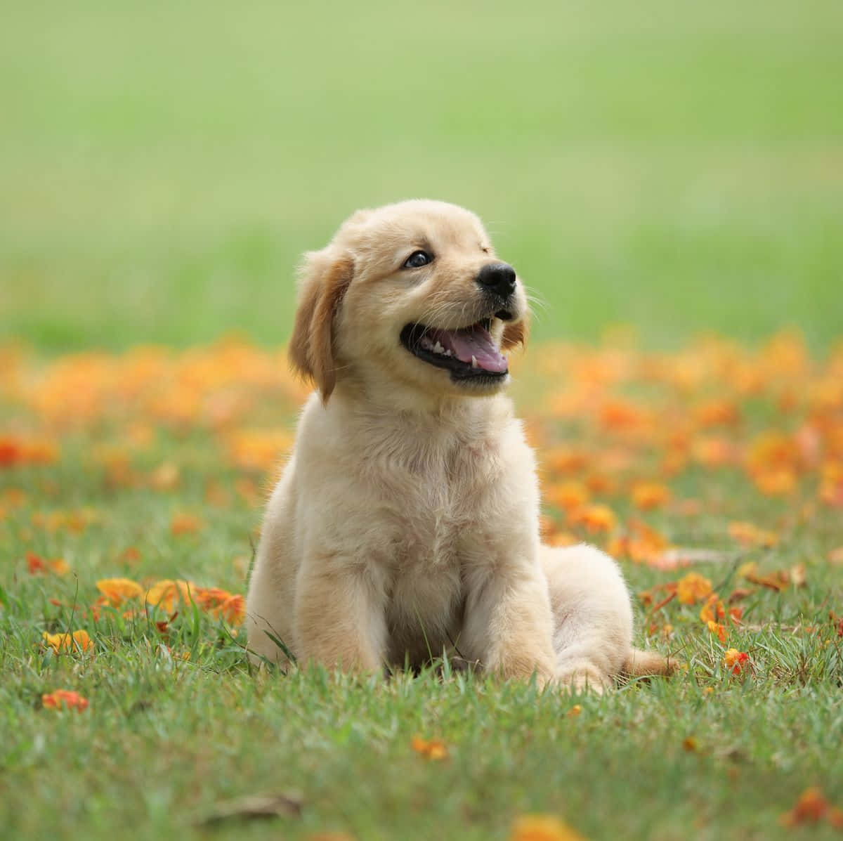 Happy Golden Retriever Puppy Picture