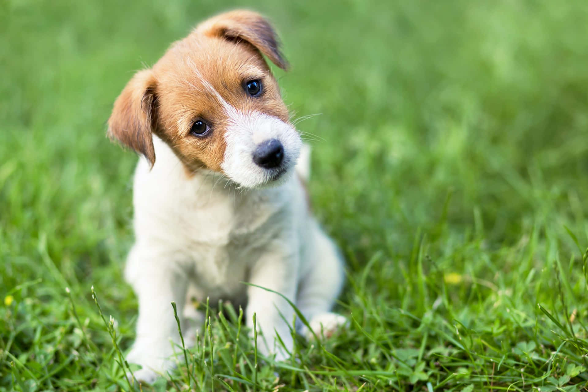 Jack Russel Terrier Puppy Picture
