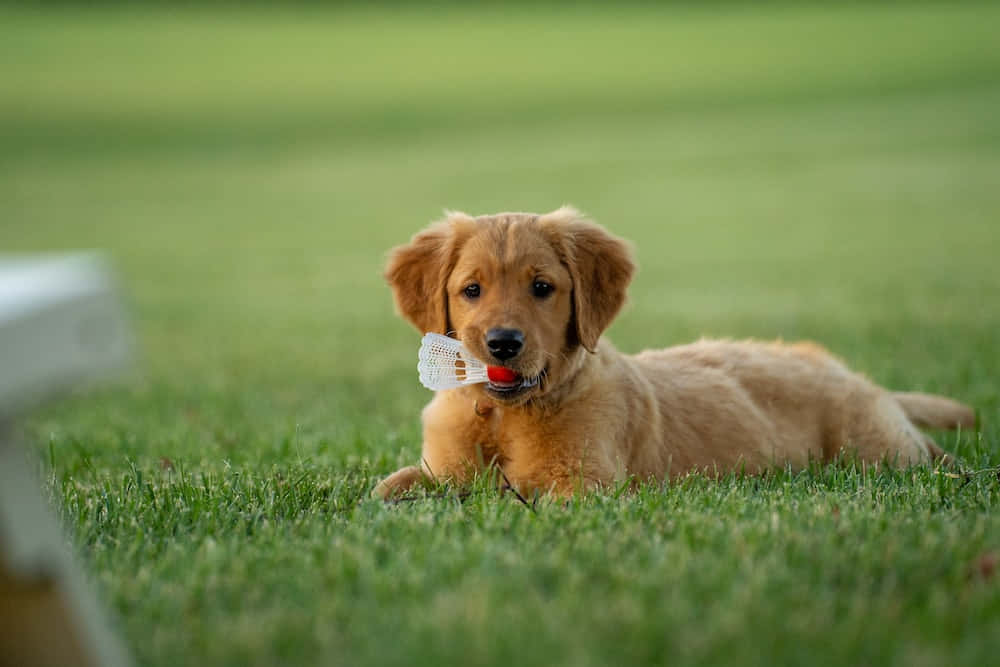 Golden Retriever Puppy Playing Picture