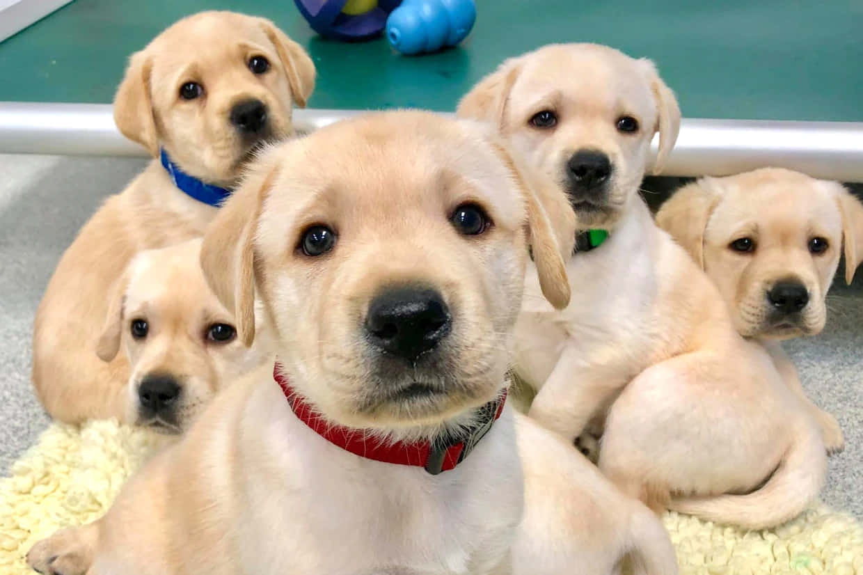 Labrador Retriever Puppy Group Picture