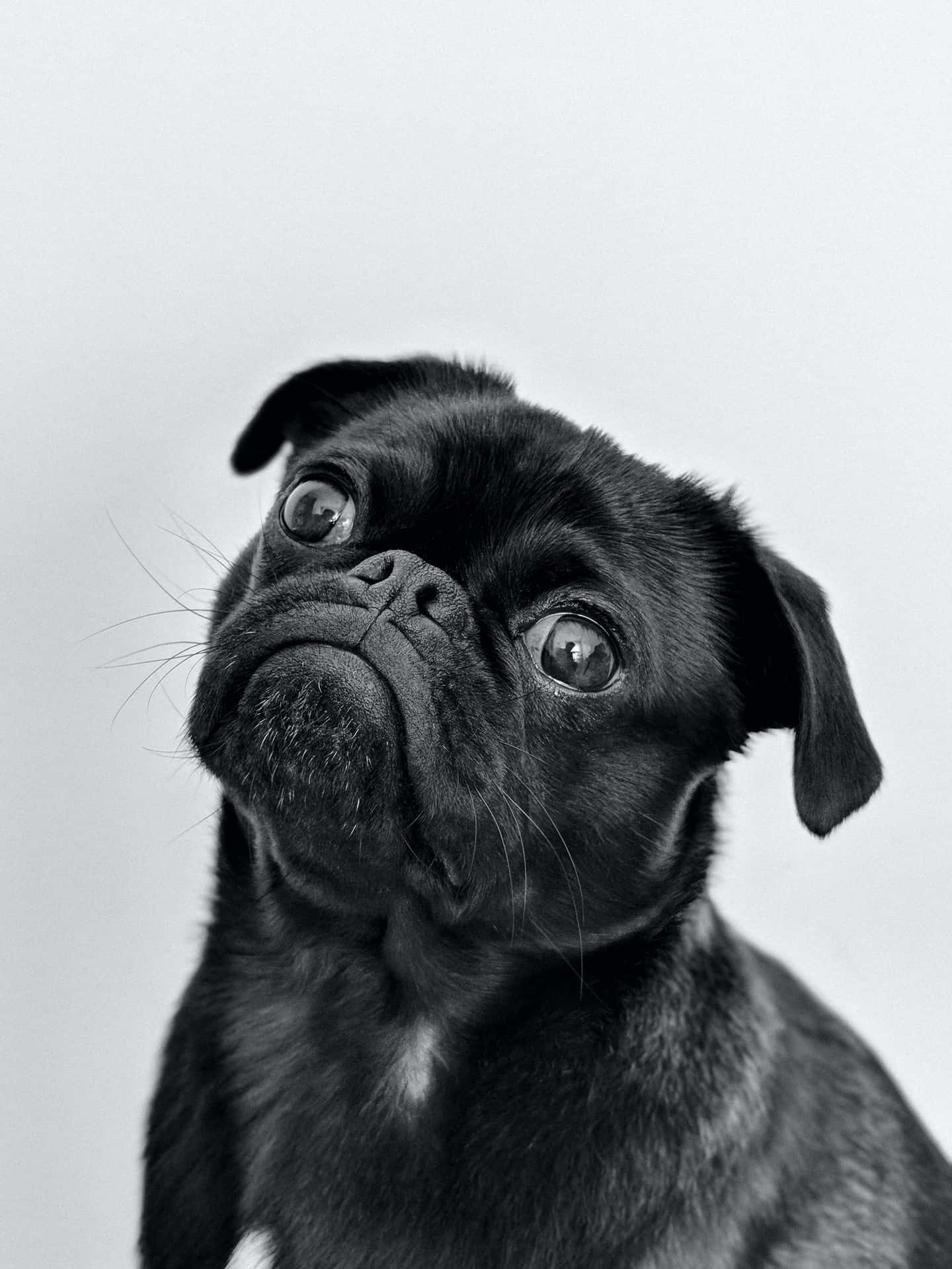 Black Pug Puppy Picture