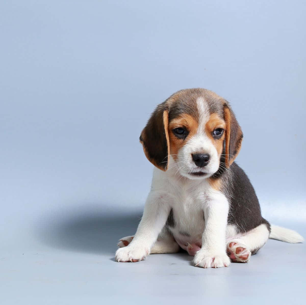 Beagle Puppy Photoshoot Picture