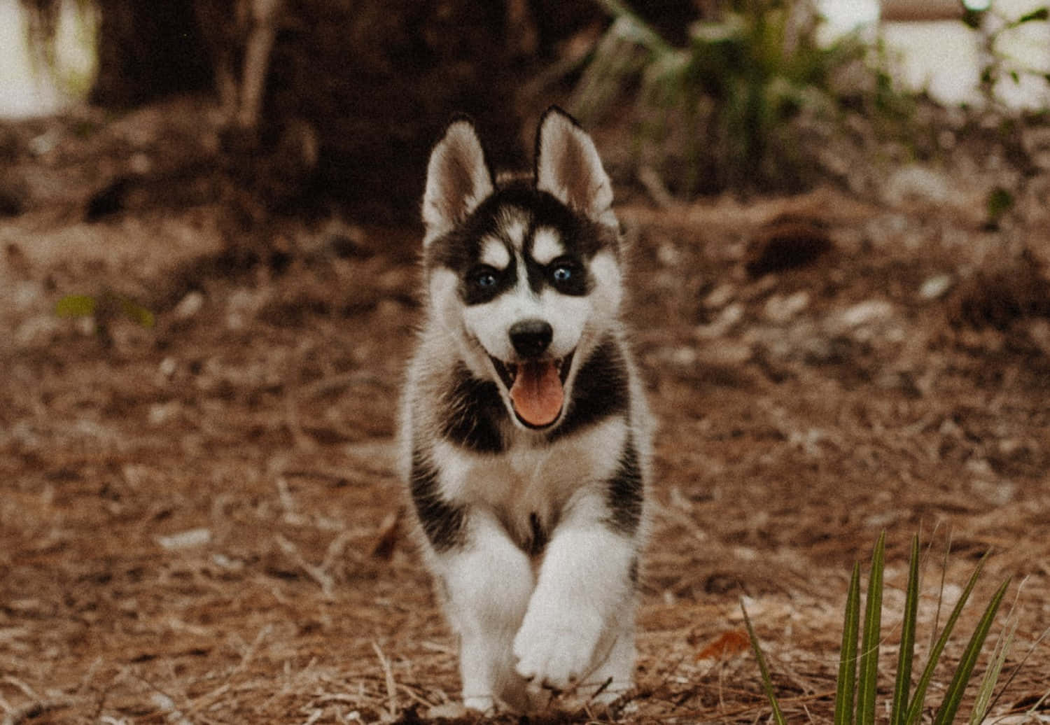 Husky Puppy Picture