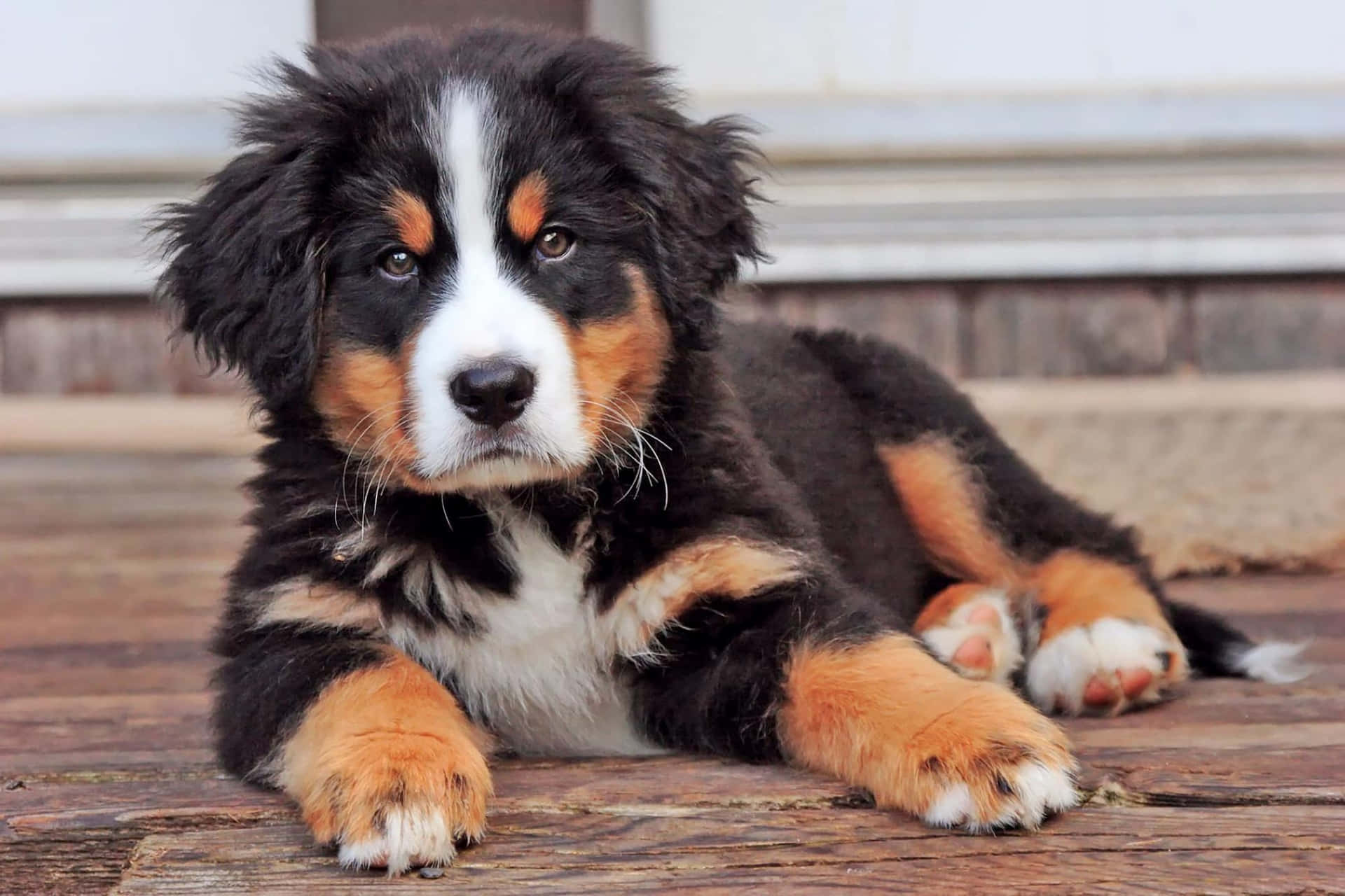 Bernese Mountain Puppy Picture