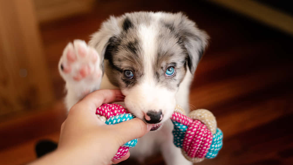 Cute Australian Shepherd Puppy Picture