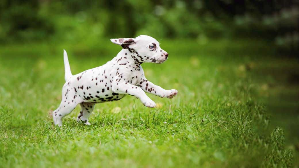 Dalmatian Puppy Picture