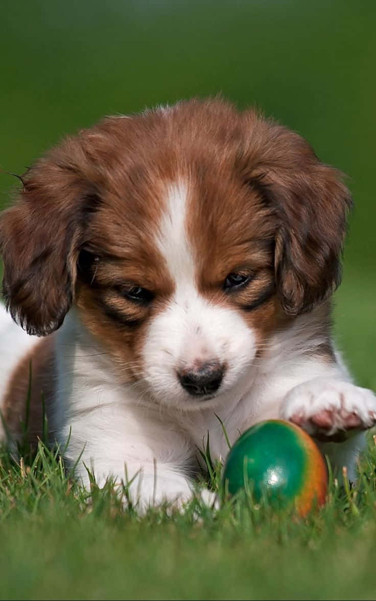 Puppy Speelt Met Groene Bal Achtergrond