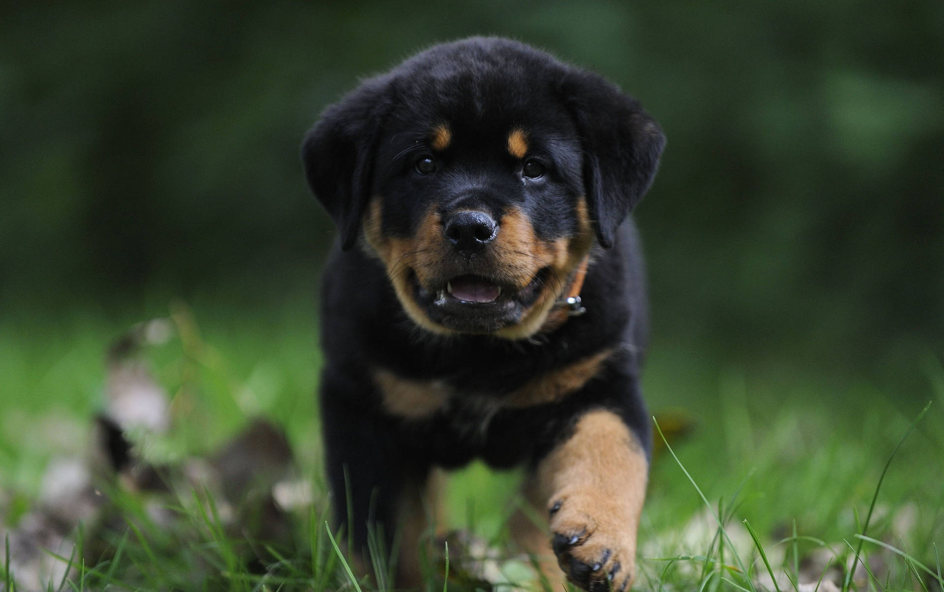 Cute dog wallpaper of Rottweiler puppy walking on grass