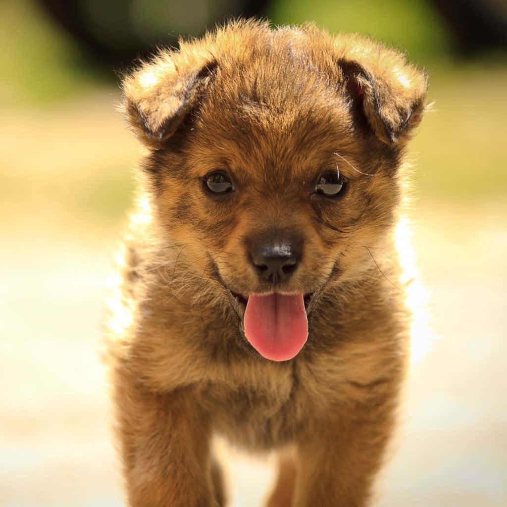 Puppy Tongue Out Wallpaper