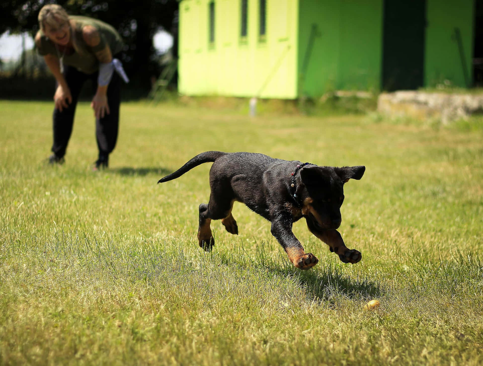 Séance D'entraînement Des Chiots En Extérieur Fond d'écran