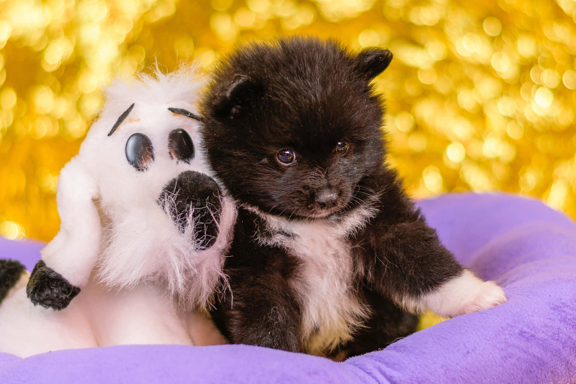 Puppy En Pluche Speelgoed Vrienden Achtergrond