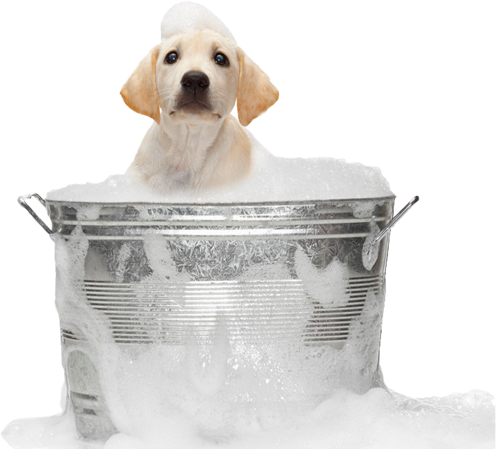 Puppyin Bubble Bath PNG