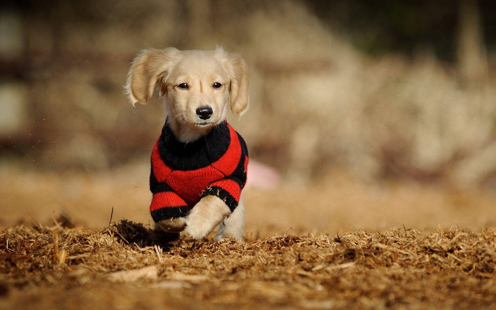 Puppyin Striped Sweater Dashing Wallpaper