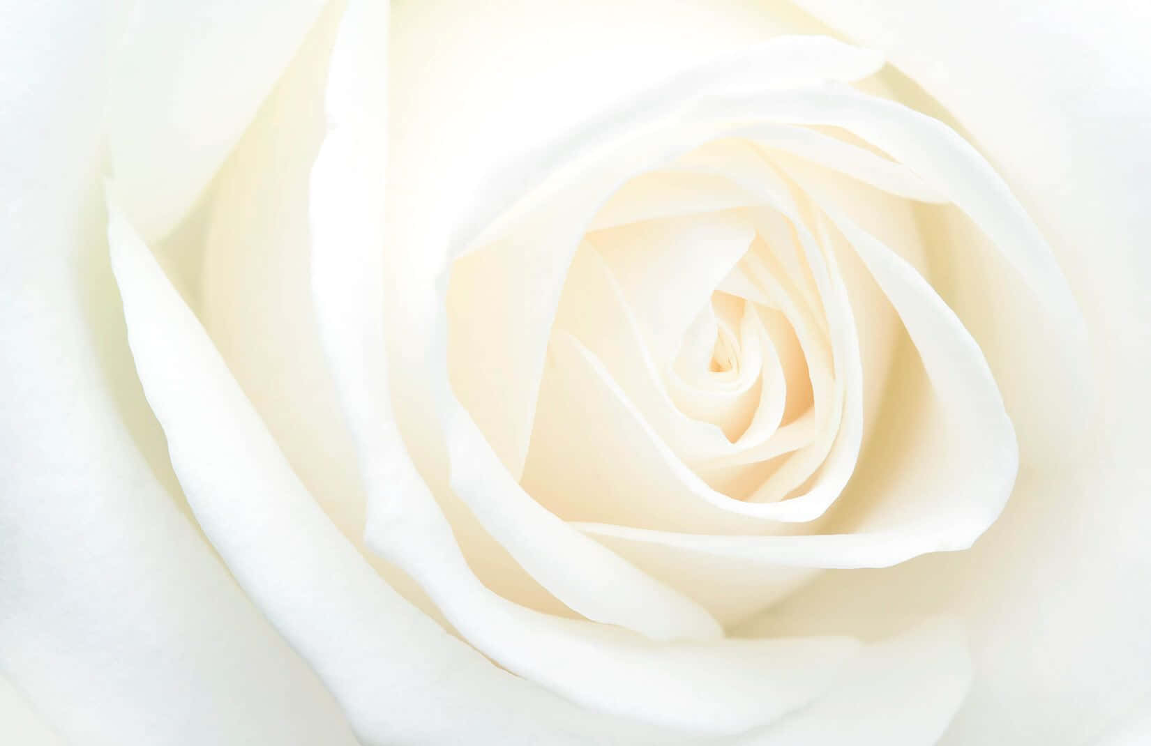 Rosasblancas - Primer Plano De Una Rosa Blanca
