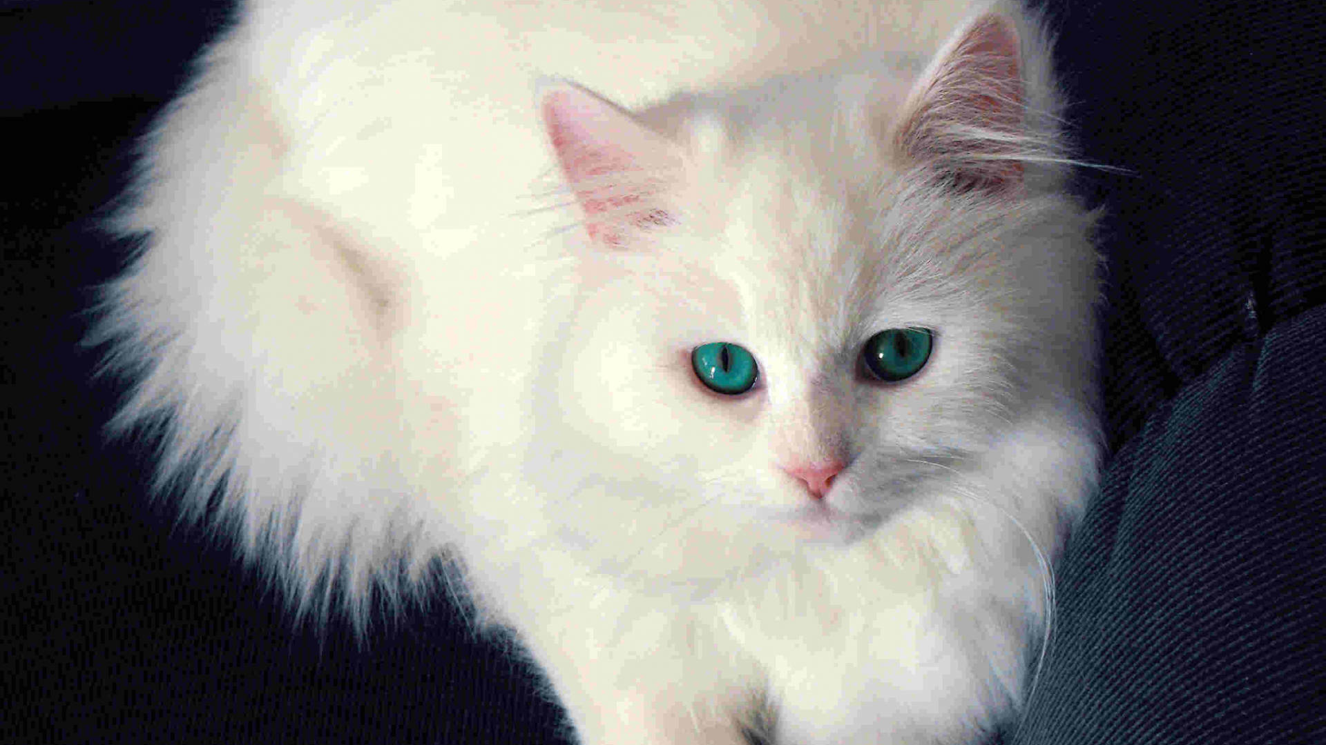 Pure White Cat Wallpaper