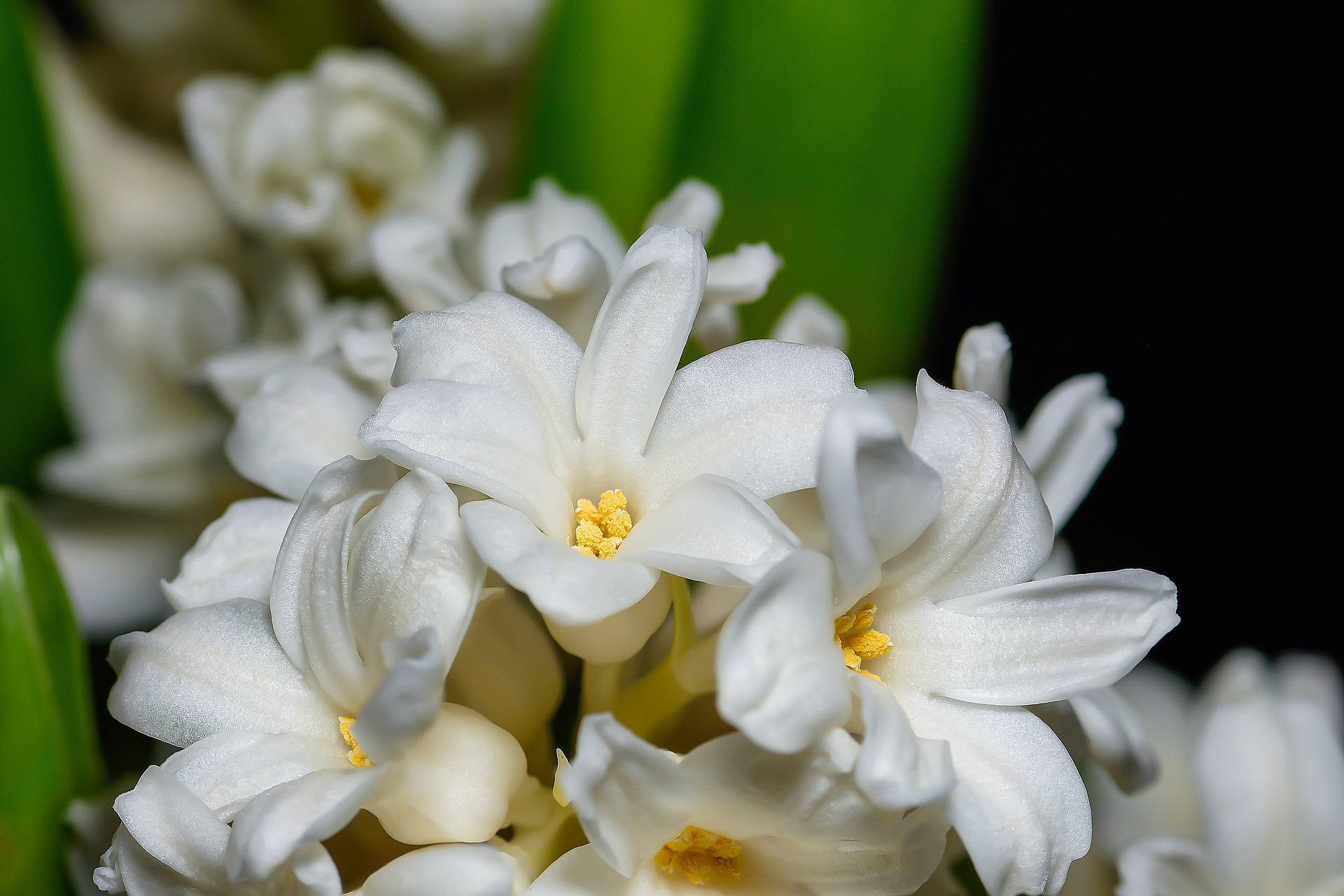 Pure White Hyacinth Flowers Wallpaper