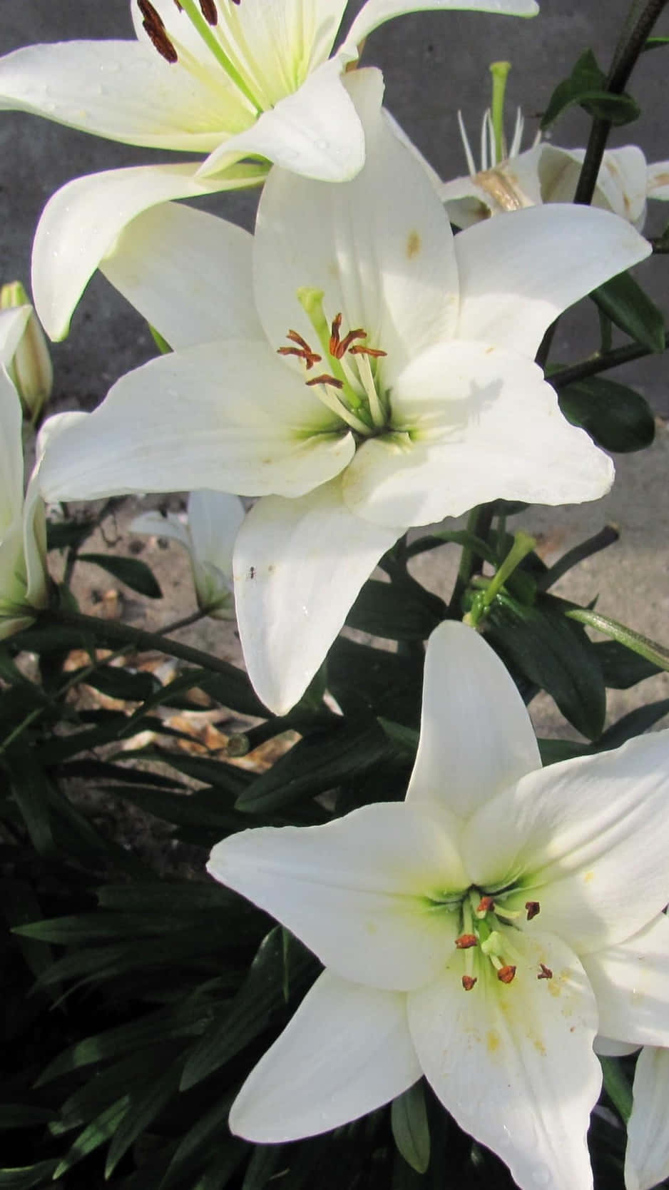 Pure White Lily Flowers Wallpaper