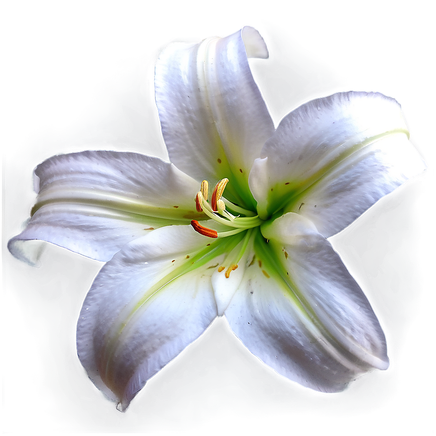 Pure White Lily Png 31 PNG
