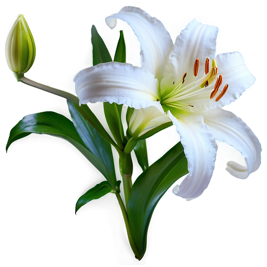 Pure White Lily Png Snr74 PNG