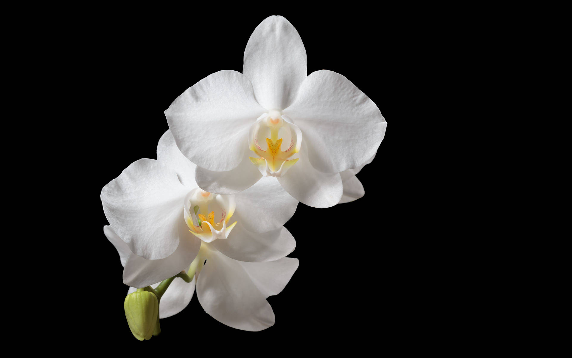Ren hvid orkide blomst tapet Wallpaper